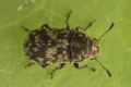 Eusphyrus vasconicus